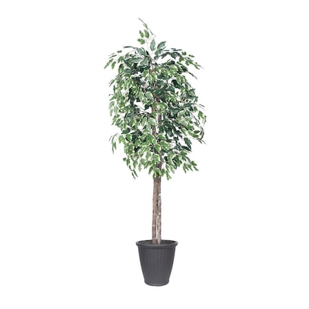 Dare2Decor 6 ft. Variegated Ficus Tree with Round Grey Basket, Green & White DA3254616